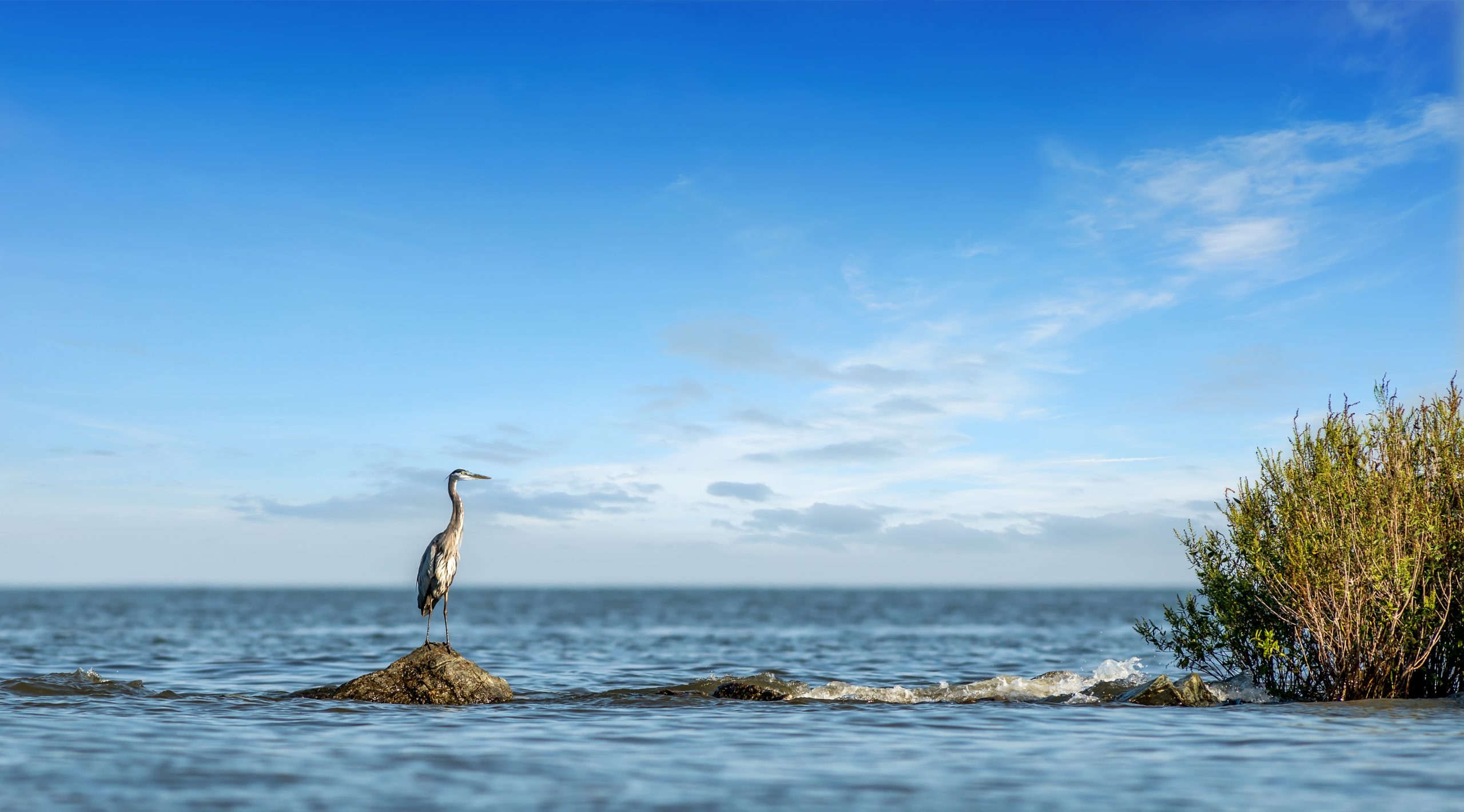 A tall bird stands on a rock in shallow water, surrounded by a calm sea. The sky is clear with a few clouds, and a small bush is visible on the right side of the image. Location is Maryland.